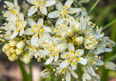 Toxicoscordion micranthum