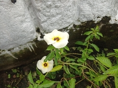 Turnera subulata