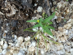 Brassicaceae