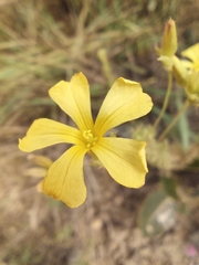 Oxalis densifolia