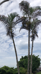 Arecaceae