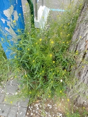 Brassicaceae