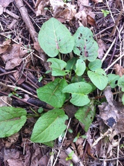 Rumex obtusifolius