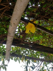 Allamanda cathartica