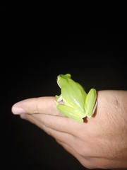 Hyla cinerea
