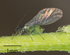 Aphis coreopsidis