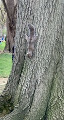 Sciurus carolinensis