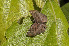 Quadrus cerialis