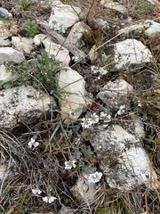 Noccaea cochleariformis