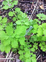 Chelidonium majus
