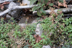 Palmerella debilis serrata