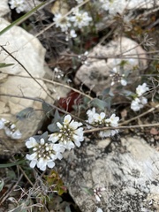 Noccaea cochleariformis