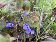 Glechoma hederacea