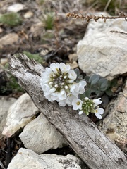 Noccaea cochleariformis