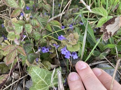 Glechoma hederacea