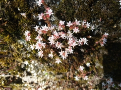 Sedum anglicum