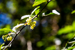 Gymnosporia harveyana harveyana