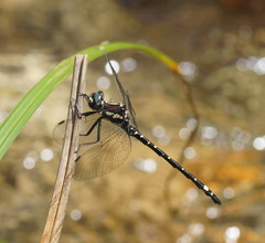 Eusynthemis brevistyla