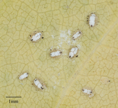 Siphoninus phillyreae