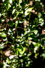 Gymnosporia harveyana harveyana