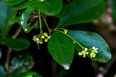 Gymnosporia harveyana harveyana