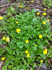 Ficaria verna