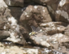 Notoaeschna sagittata