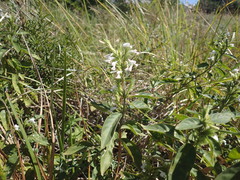 Hypoestes forskaolii