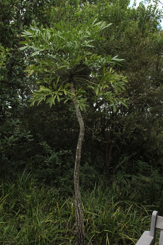 Cussonia spicata Thunb. 3