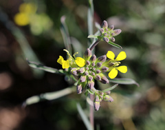 Erysimum crepidifolium
