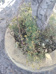 Magnoliopsida