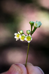 Gymnosporia harveyana harveyana