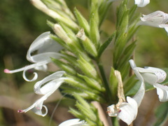 Hypoestes forskaolii