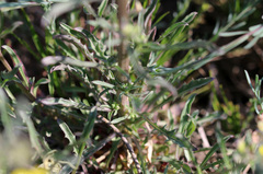 Erysimum crepidifolium
