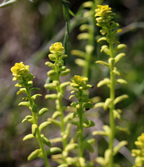 Uromyces pisi-sativi