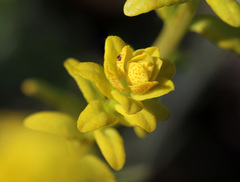 Uromyces pisi-sativi