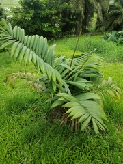 Tracheophyta