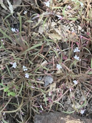 Claytonia parviflora viridis