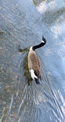 Branta canadensis