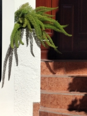 Tracheophyta