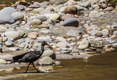 Phimosus infuscatus berlepschi