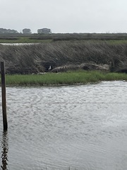 Himantopus mexicanus