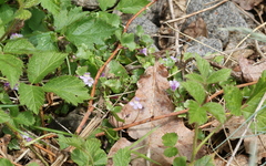 Cymbalaria muralis