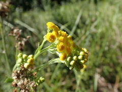 Nidorella auriculata