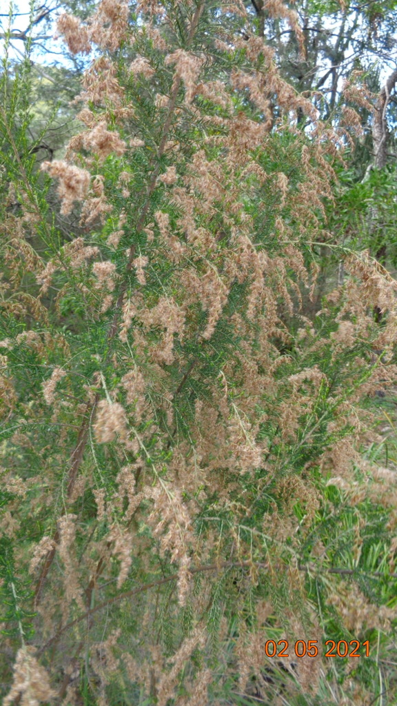 Sifton Bush from Melbourne VIC, Australia on May 02, 2021 at 1131 AM by hcmonash888. City of