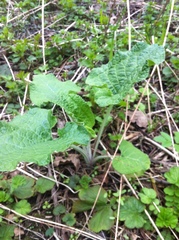 Arctium