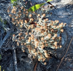 Seriphium cinereum