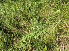 Nidorella auriculata
