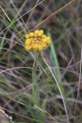 Helichrysum auriceps