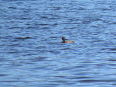 Netta erythrophthalma